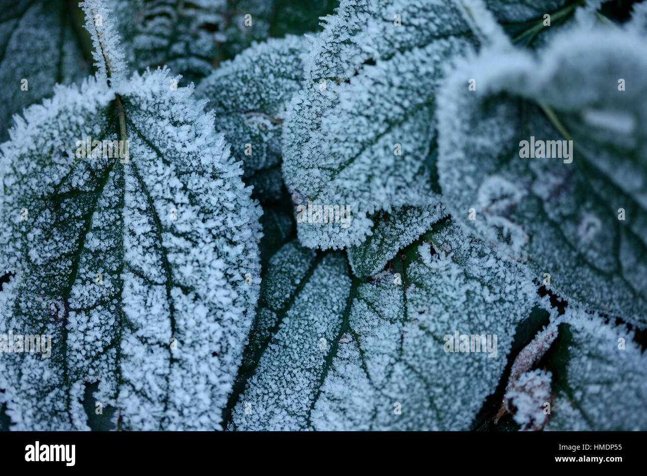 rudbeckia leaves - a Winter's hard morning frost Jane Ann Butler Photography  JABP1813 Stock Photo