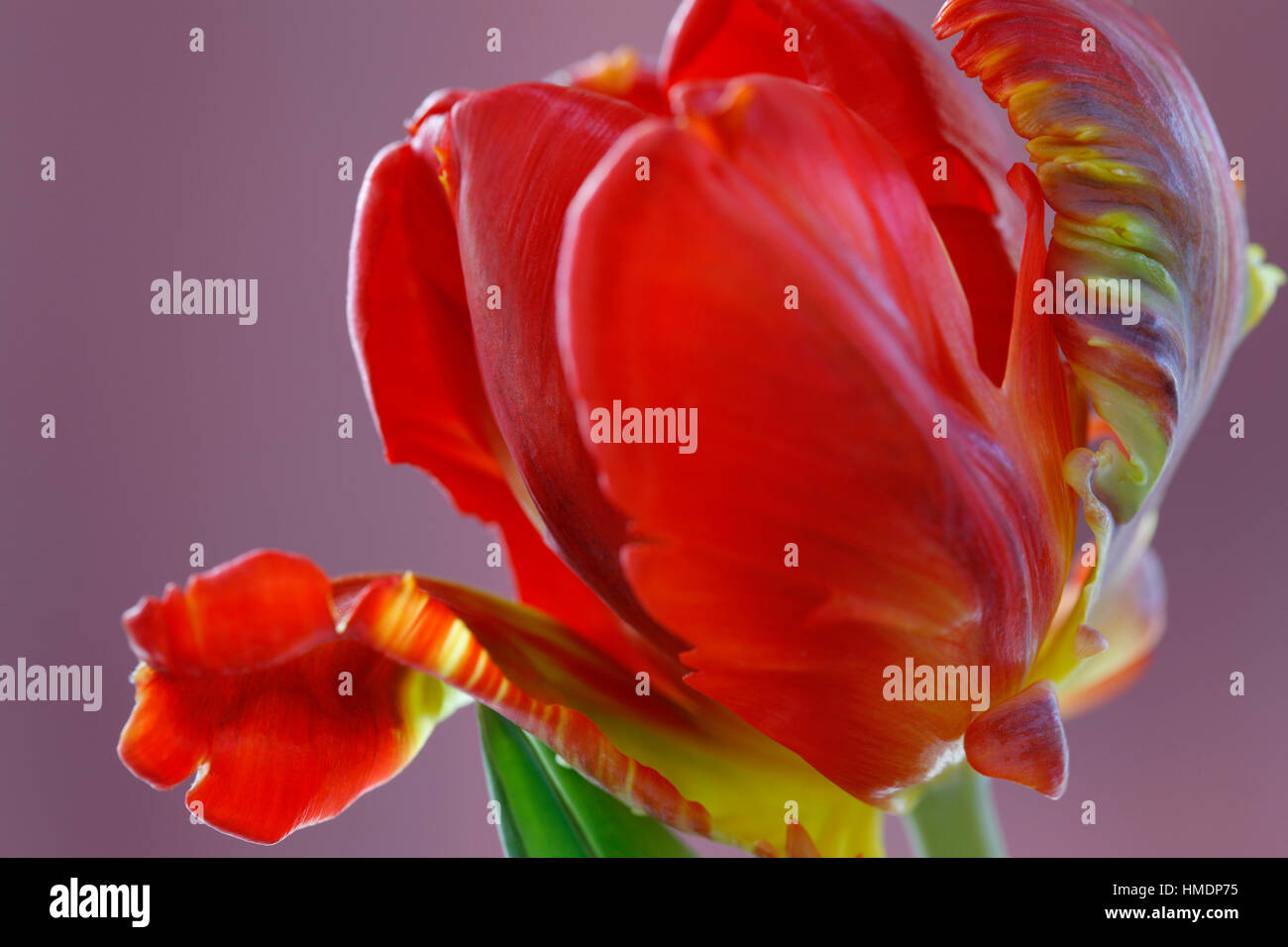 opening red parrot tulip still life - radiant new life Jane Ann Butler Photography  JABP1798 Stock Photo