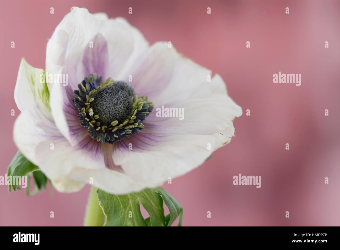 a single white anemone flower with purple center on mauve still life - fragile beauty in the language of flowers  Jane Ann Butler Photography JABP1800 Stock Photo