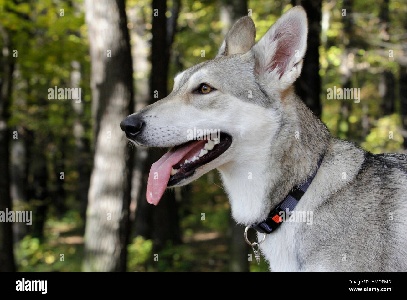Portrait of Saarloos wolfdog sticking out tongue in forest Stock Photo