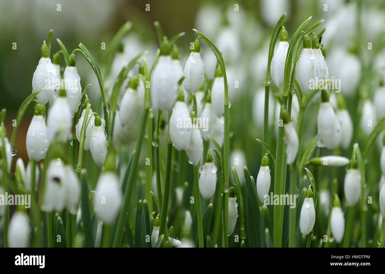 Snowdrops carpet the ground in the 'Snowdrops wood' at Welford Park in Berkshire RESS ASSOCIATION Photo. Picture date: Thursday February 2, 2017. Photo credit should read: Andrew Matthews/PA Wire Stock Photo