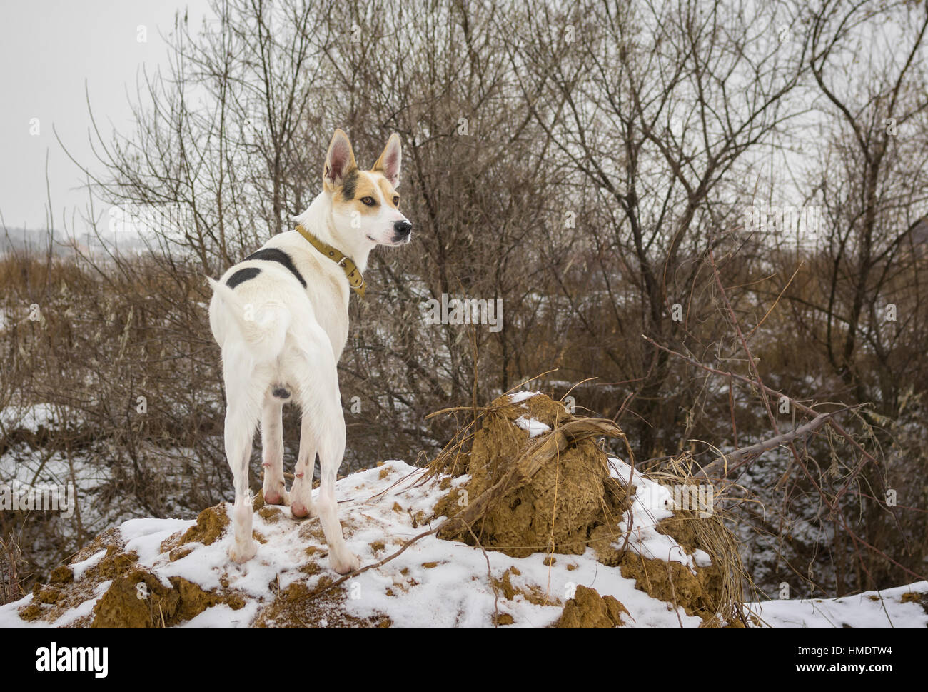 Dog Hillock, Scotland