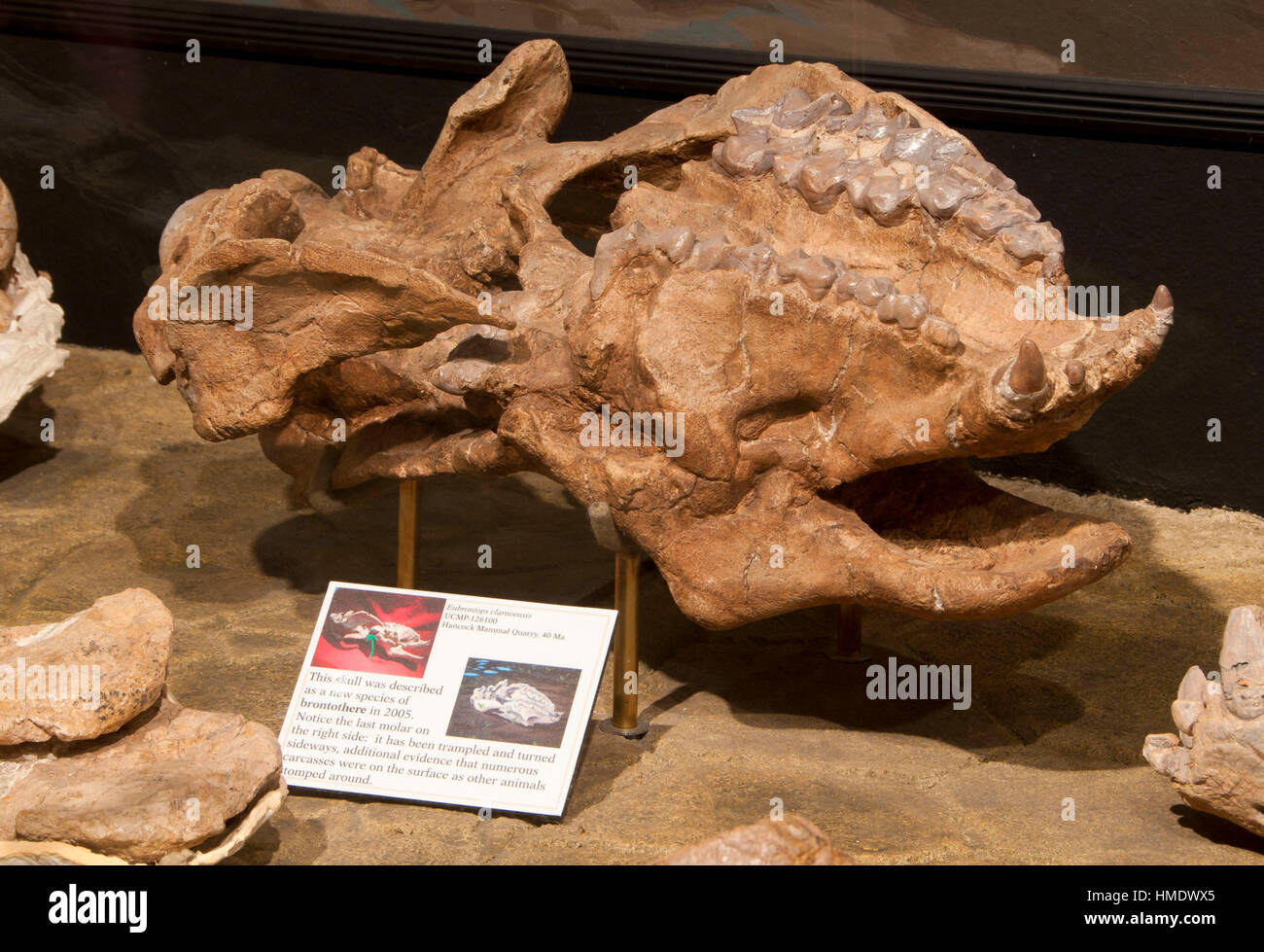 Fossil exhibit at Thomas Condon Paleontology Center, John Day Fossil
