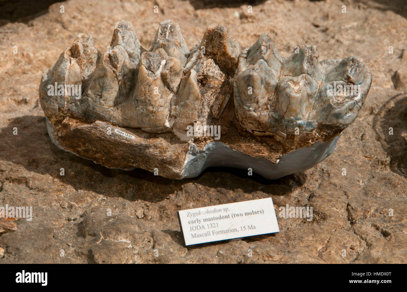 Fossil exhibit at Thomas Condon Paleontology Center, John Day Fossil Beds National Monument