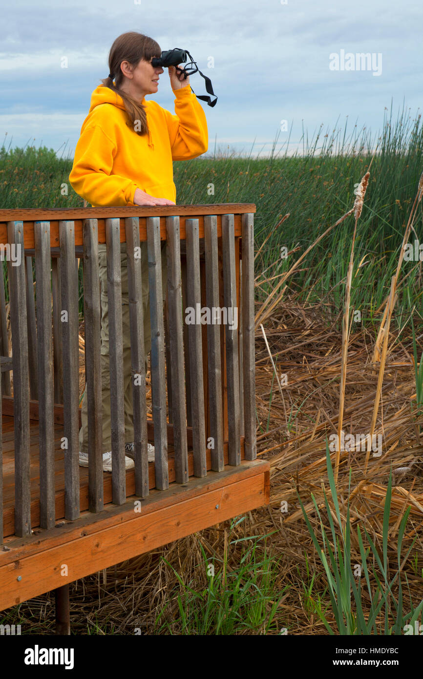 Birding from observation deck, Irrigon Wildlife Area, Irrigon, Oregon Stock Photo