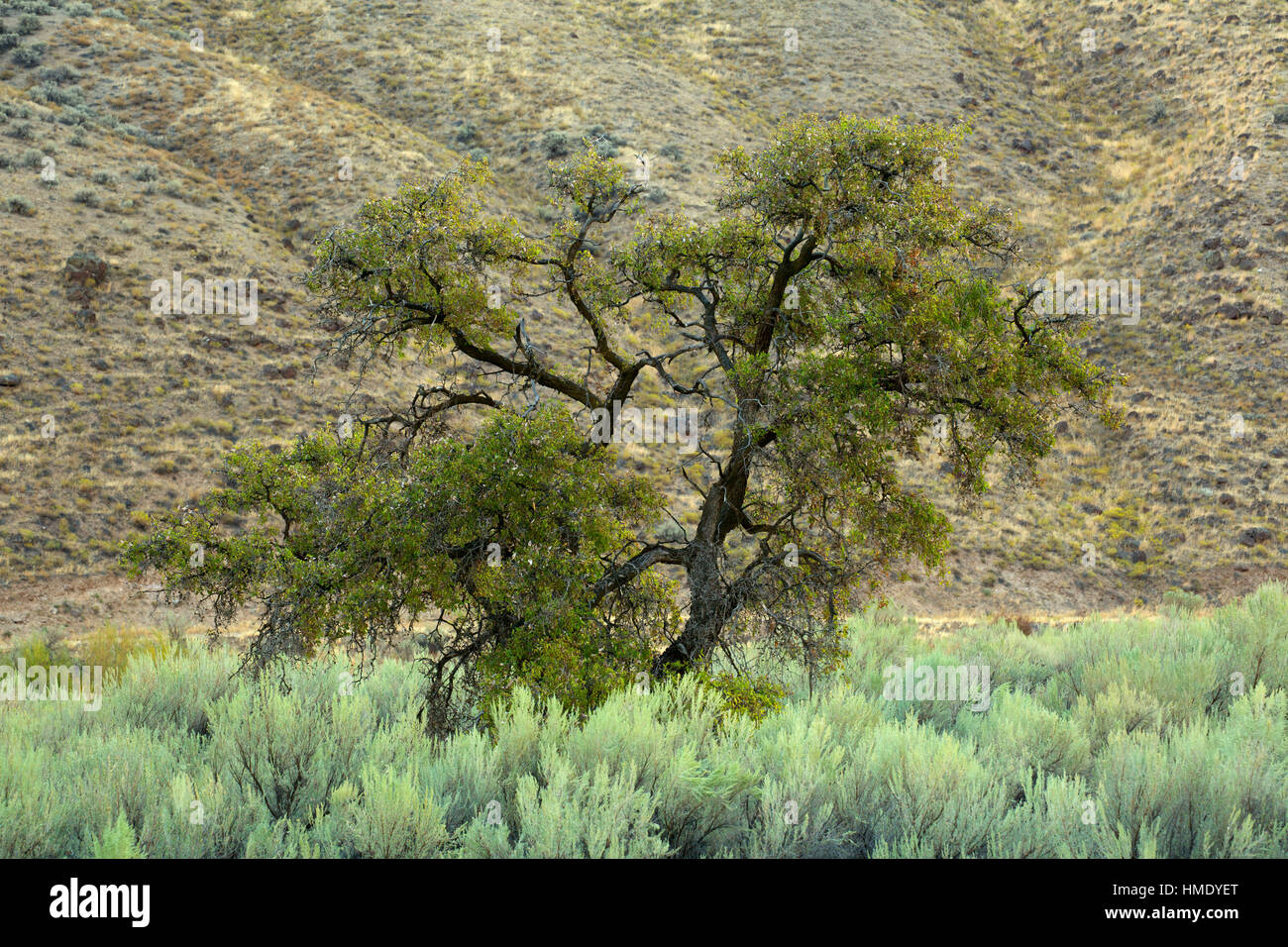 Hackberry along Lost Corral Trail, Cottonwood Canyon State Park, John ...