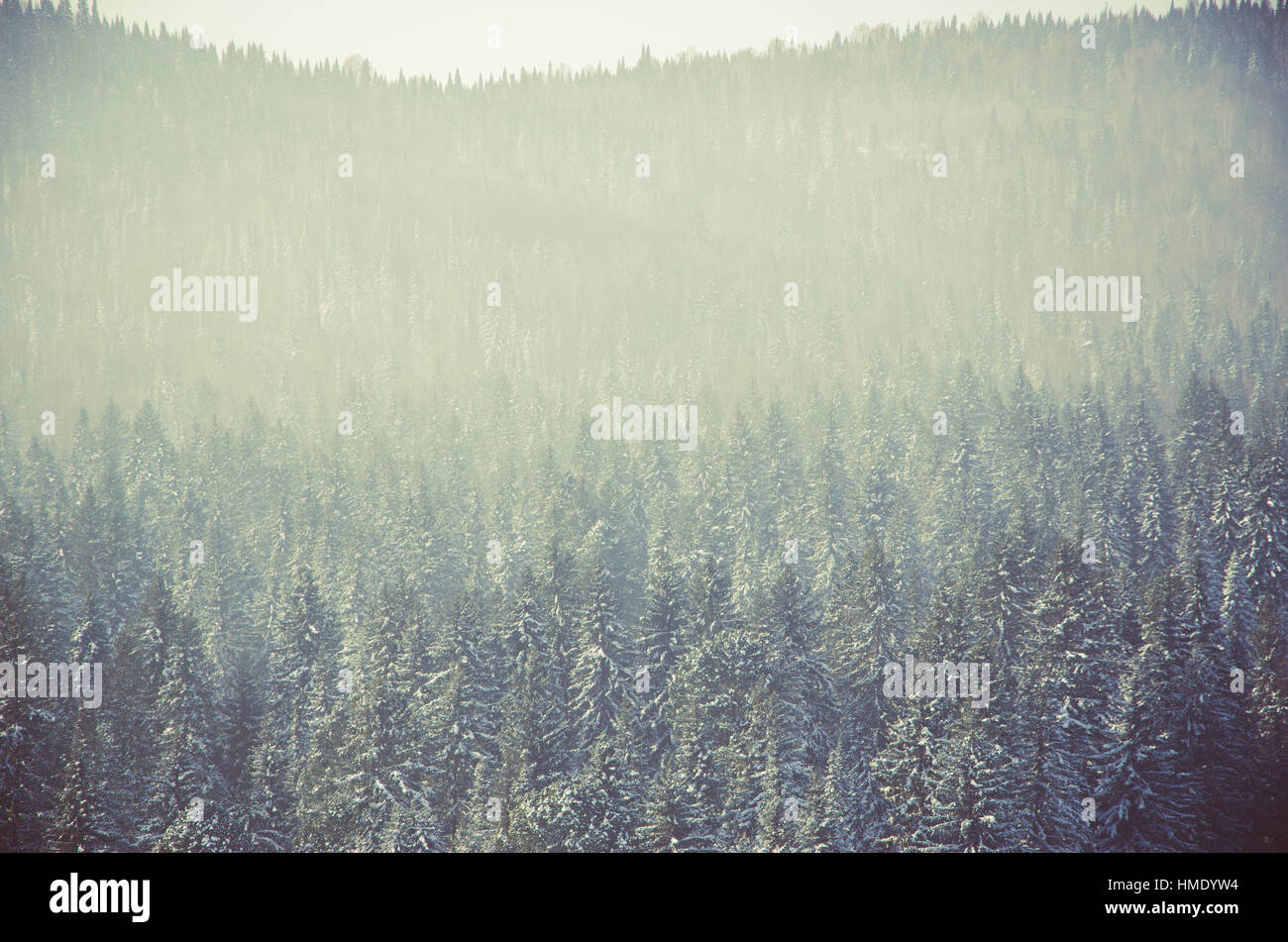 thick fog covered with thick coniferous forest. forest with a bird's ...
