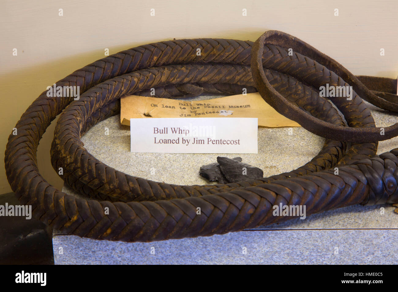 Bullwhip, Fossil Museum, Journey through Time National Scenic Byway