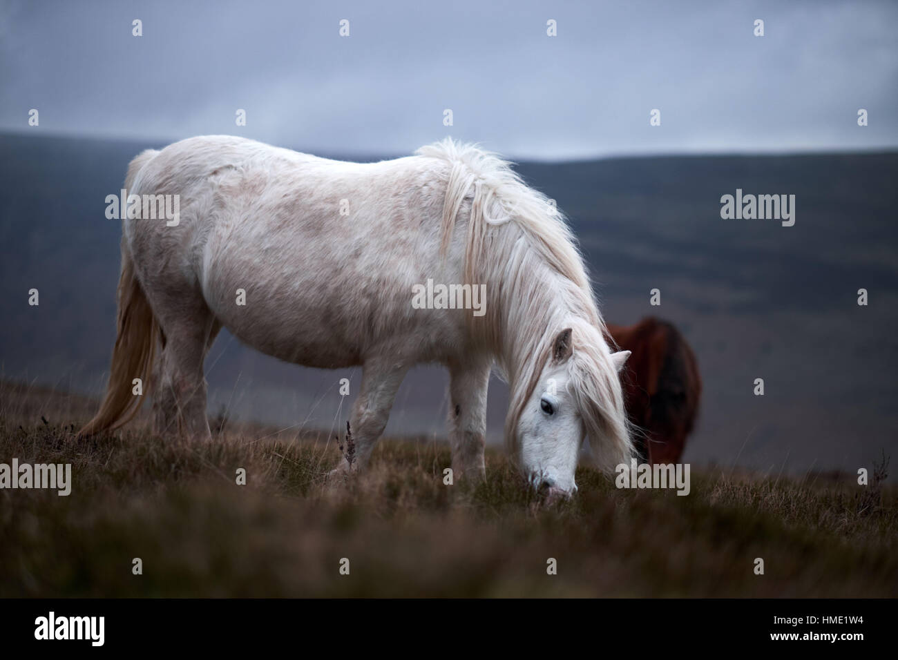 wild white horse on a welsh mountainside Stock Photo