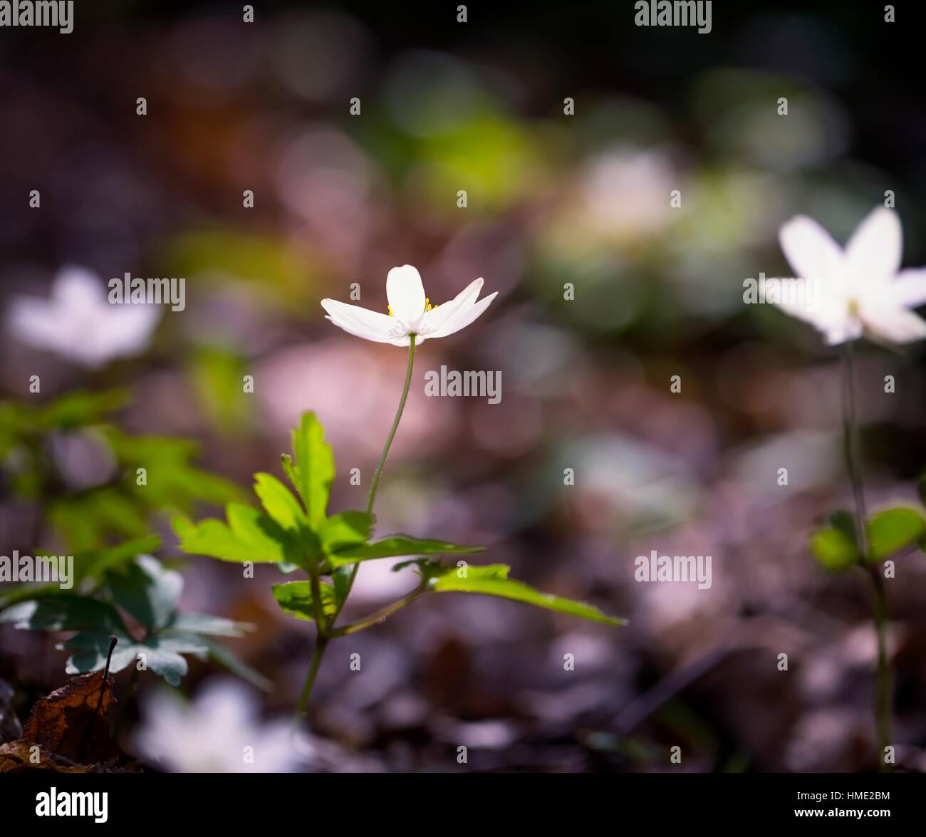 White anemone flowers in springtime forest. Flowers macro. Stock Photo