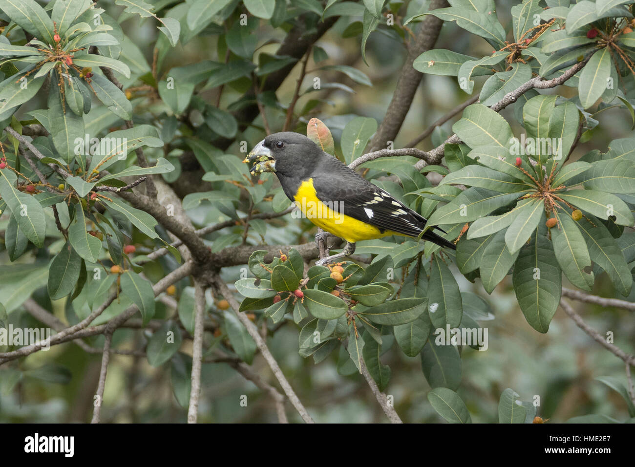 Spotwinged Grosbeak (Mycerobas melanozanthos) feeding Stock Photo Alamy