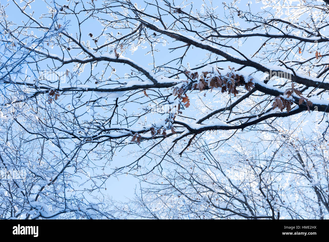 Snow covered tree branches against blue sky Stock Photo