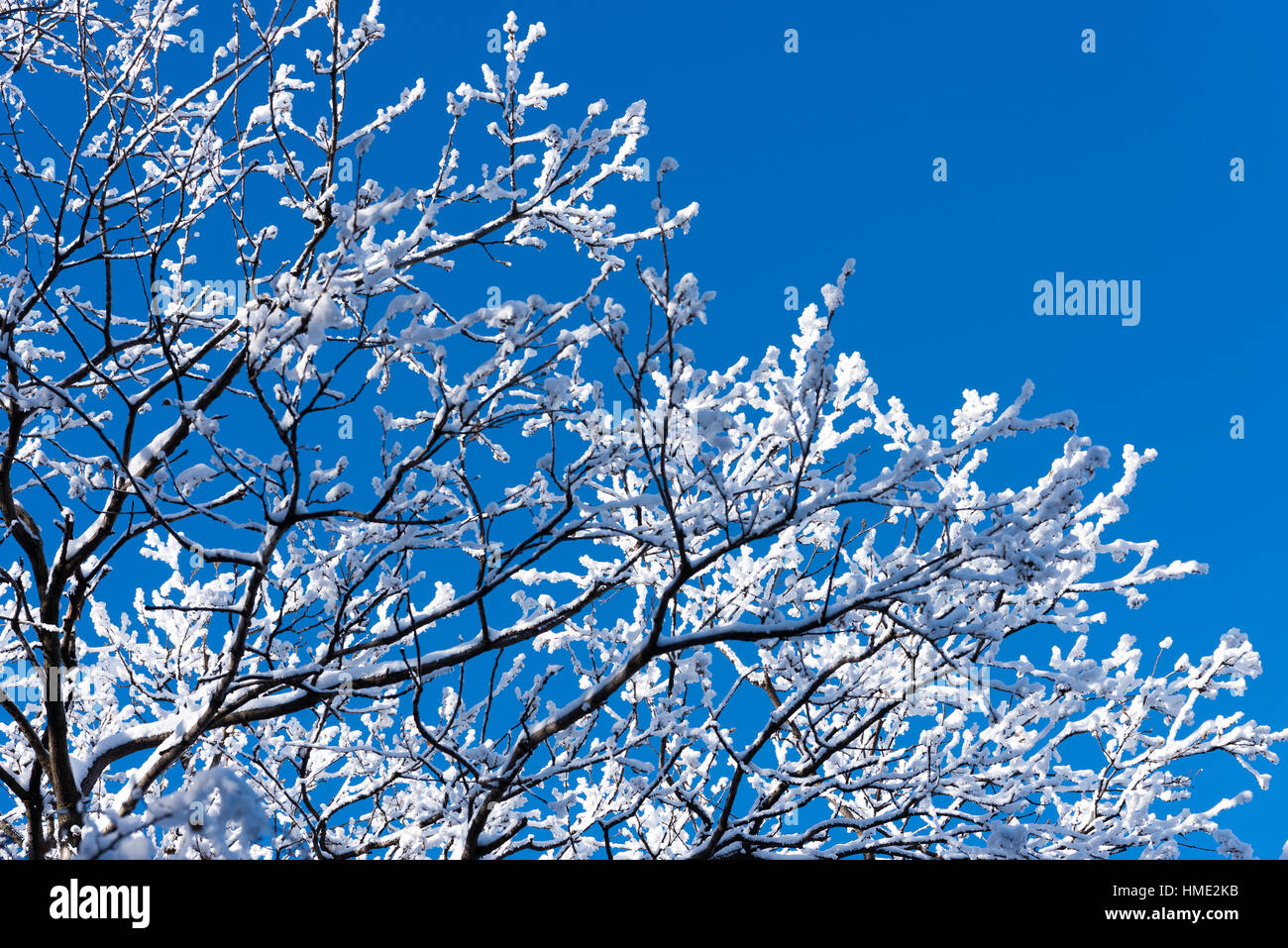 Snow covered tree branches against deep blue sky Stock Photo - Alamy