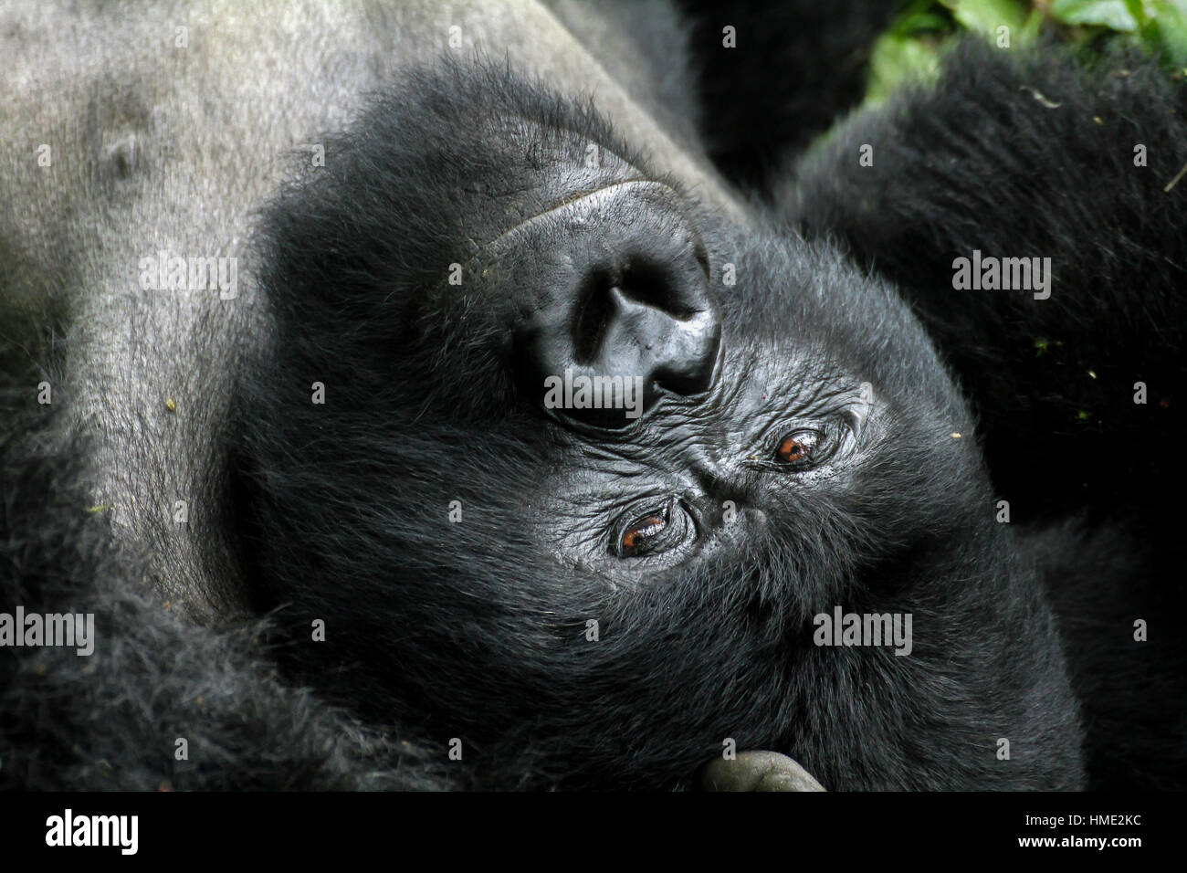 mountain gorilla portrait in the jungles of virunga national park, democratic republic of congo Stock Photo
