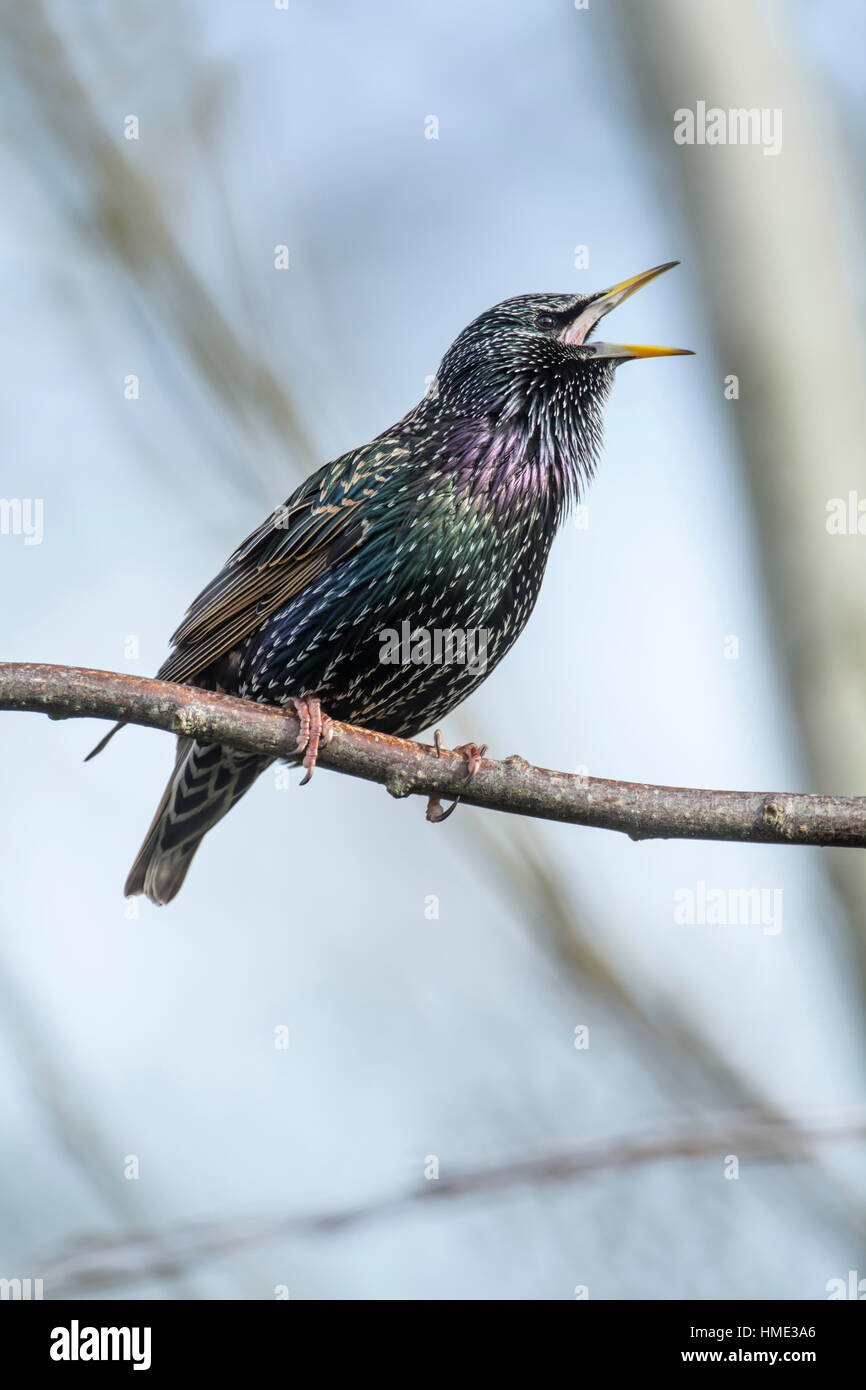 Starling sturnus vulgaris calling hi-res stock photography and images -  Alamy