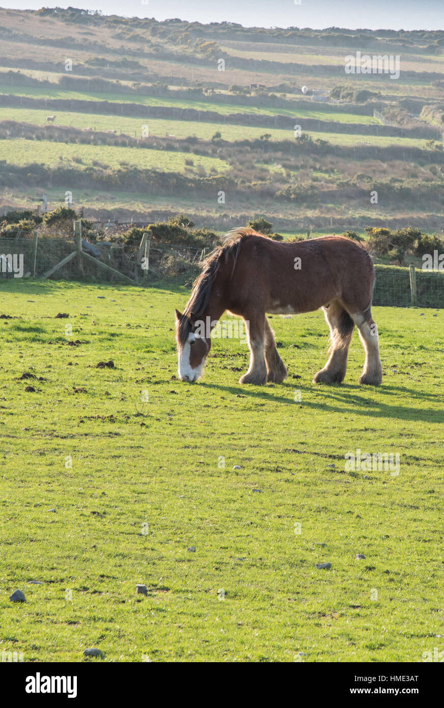 Clydesdale horse, Cregneash, Isle of Man Stock Photo Alamy
