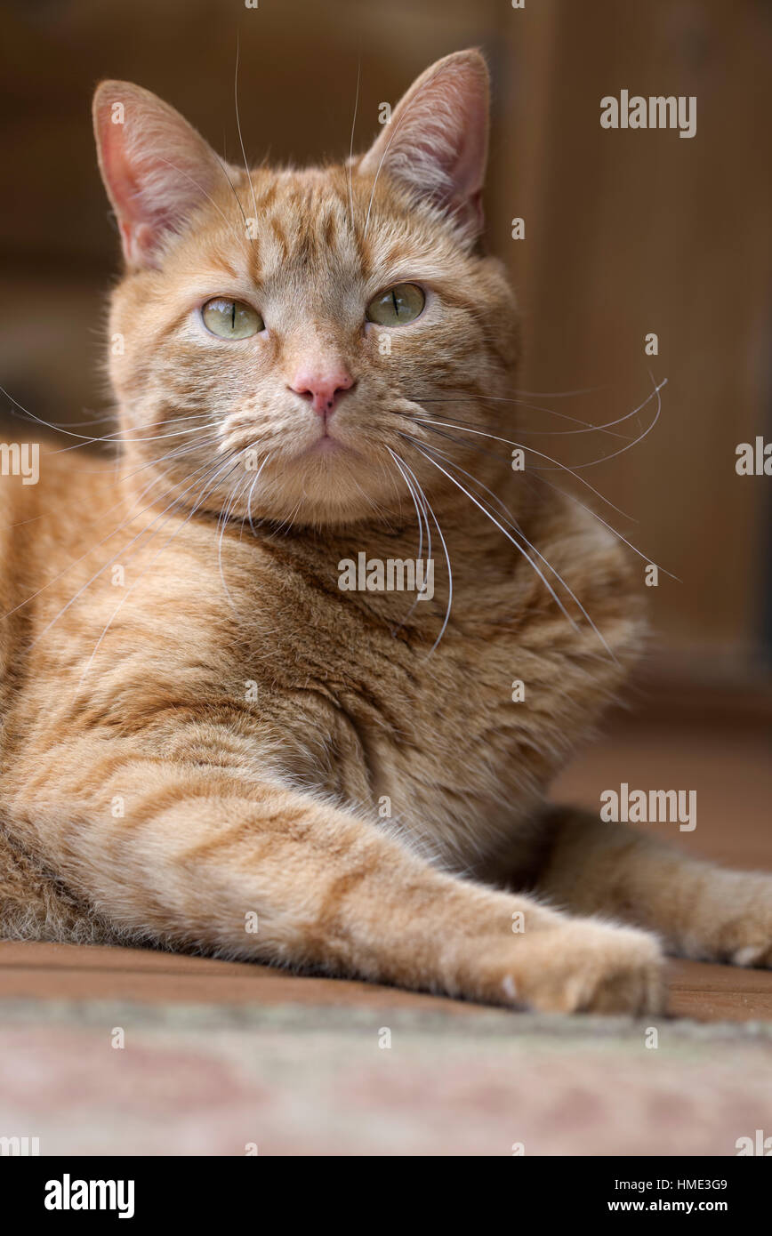Orange tabby cat lying down looking into camera. Adult male  with long whiskers. Vertical image Stock Photo