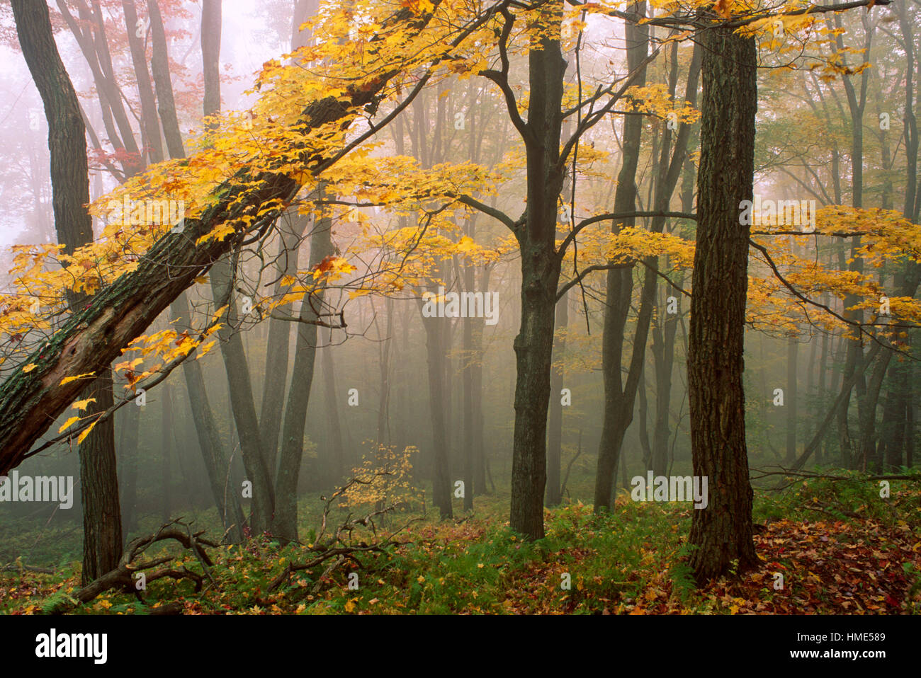 Pennsylvania pine tree hires stock photography and images Alamy