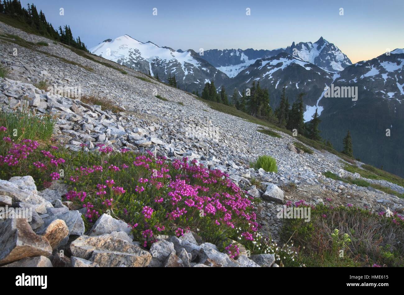 Ruth Mountain and Mount Shuksan viewed from wildflower meadows of Hennegan Peak, Mount Baker