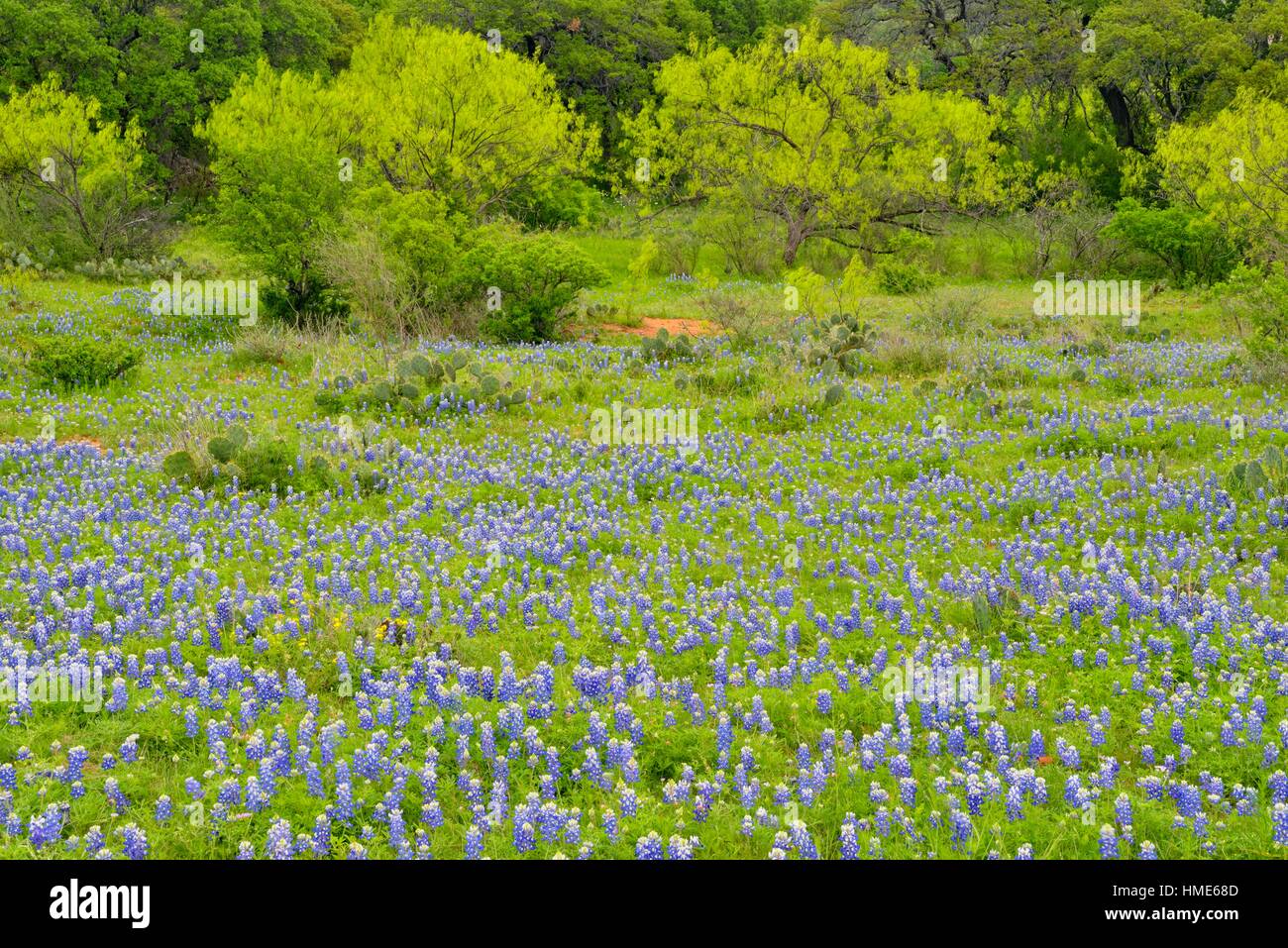 Flowering Texas in a field with spring mesquite trees