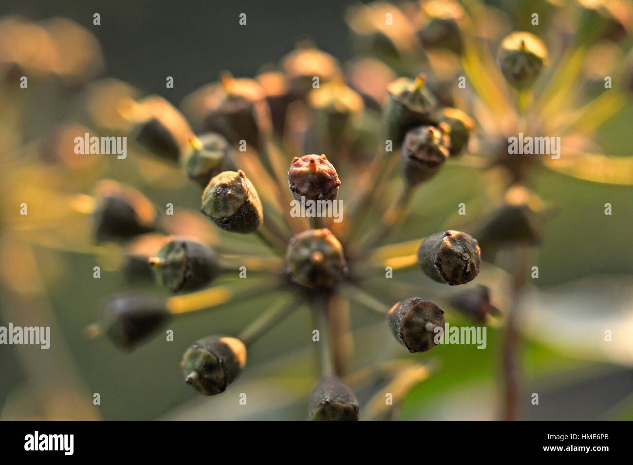common ivy fruits umbels (Hedera helix). Stock Photo