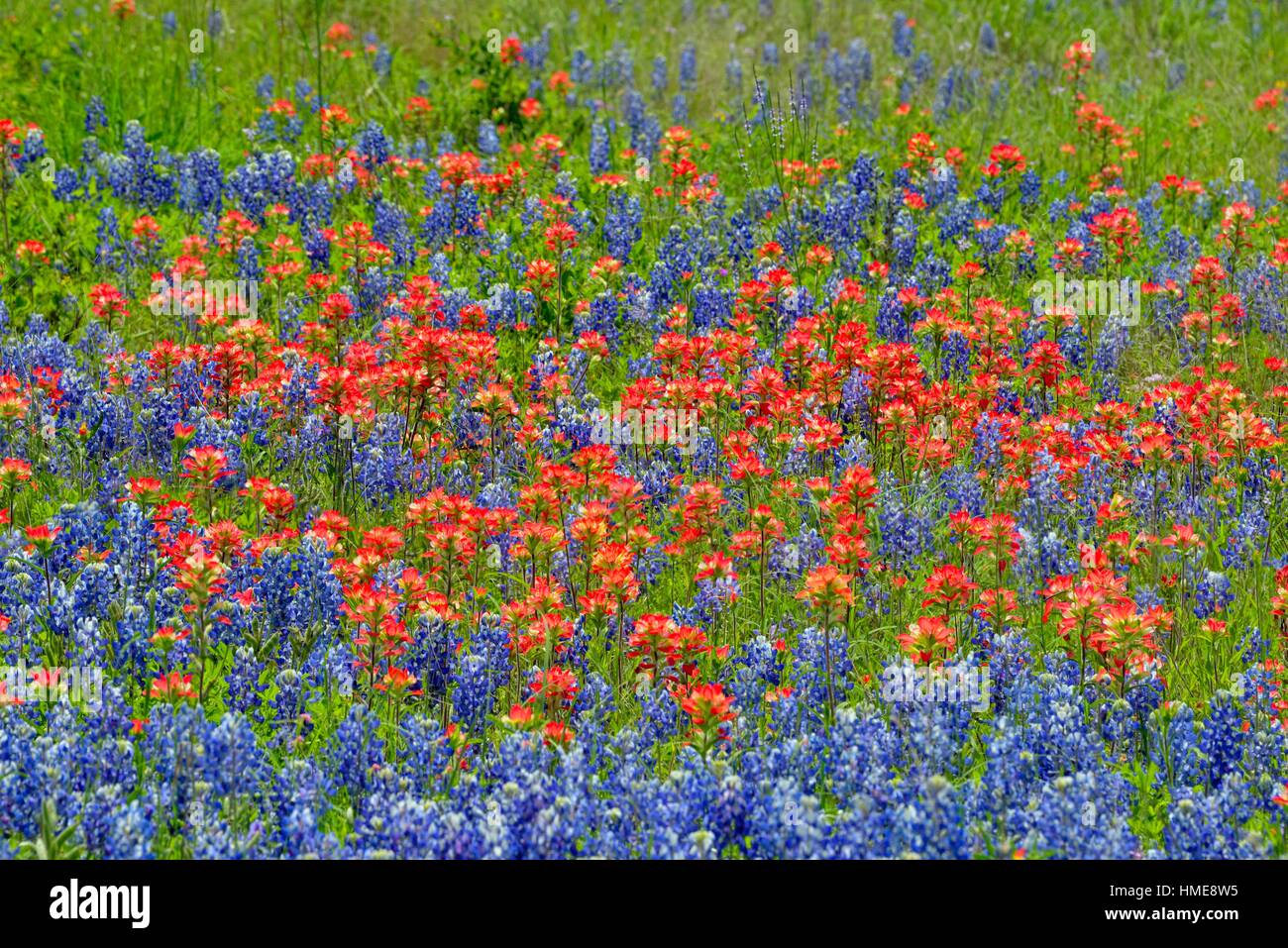 A field with flowering Texas bluebonnet (Lupinus subcarnosus) and Texas paintbrush (Castilleja indivisa), Travis County, Texas, USA. Stock Photo