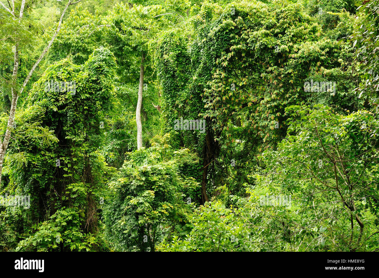Vietnam jungle old hi-res stock photography and images - Alamy