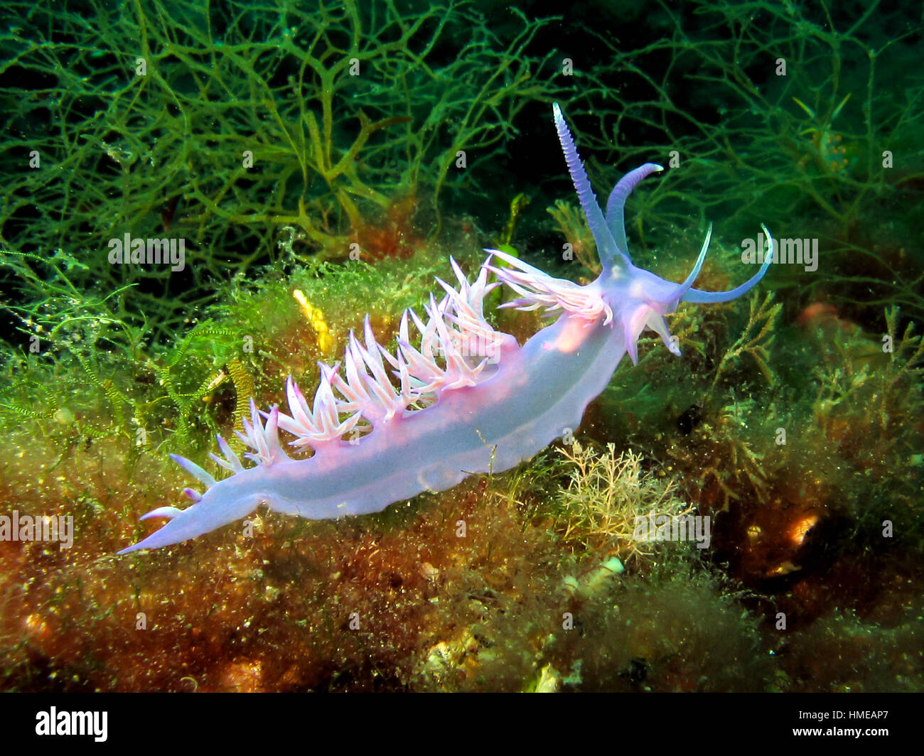 Purple sea slug Nudibranc Flabellina affinis in natural enviroment off the cost of adriatic sea croatia Stock Photo