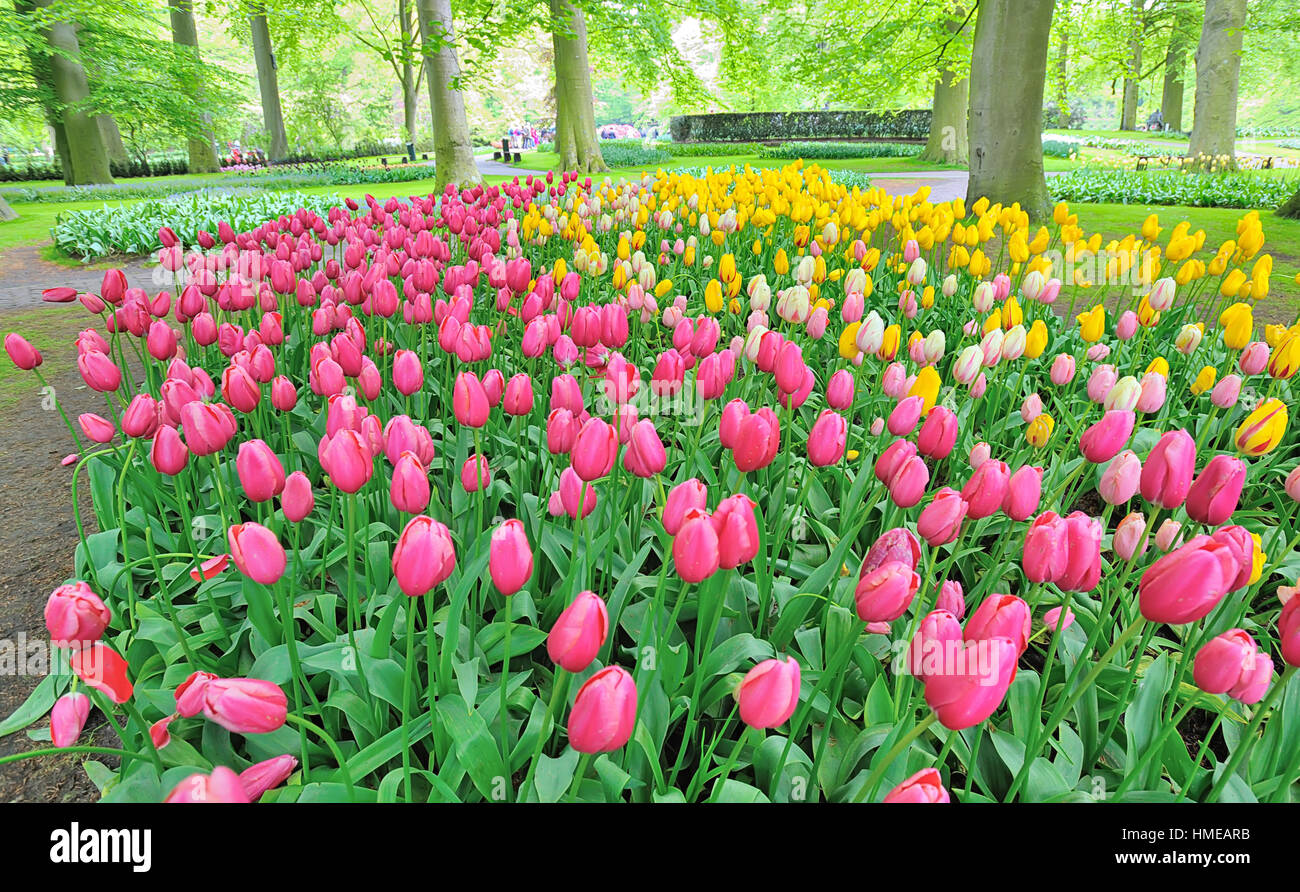 tulips flowers in park in spring time Stock Photo - Alamy