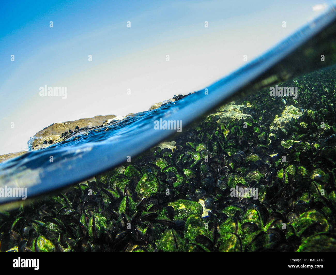 Underwater shot of Mussels Mitilus galloprovincialis on the rocks with the sea level and the skies in Mediterranean Adriatic Croatia Stock Photo