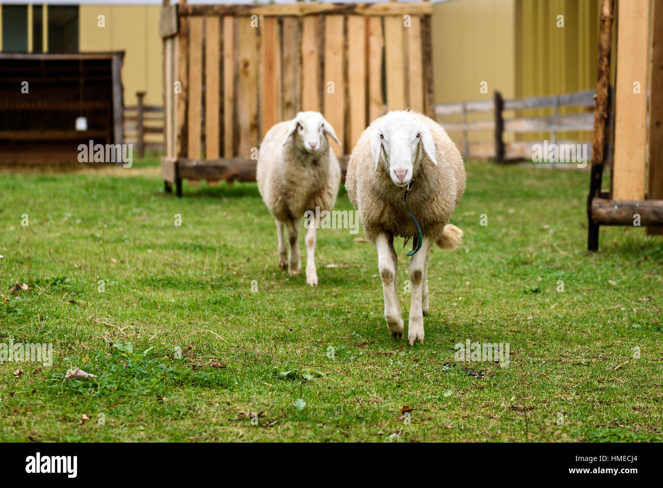 Two Sheep in a small city petting ZOO. Natural city farming and
