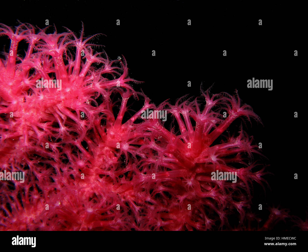 Closeup of red gorgonian Paramuricea clavata. details of polyps isolated on black. Stock Photo