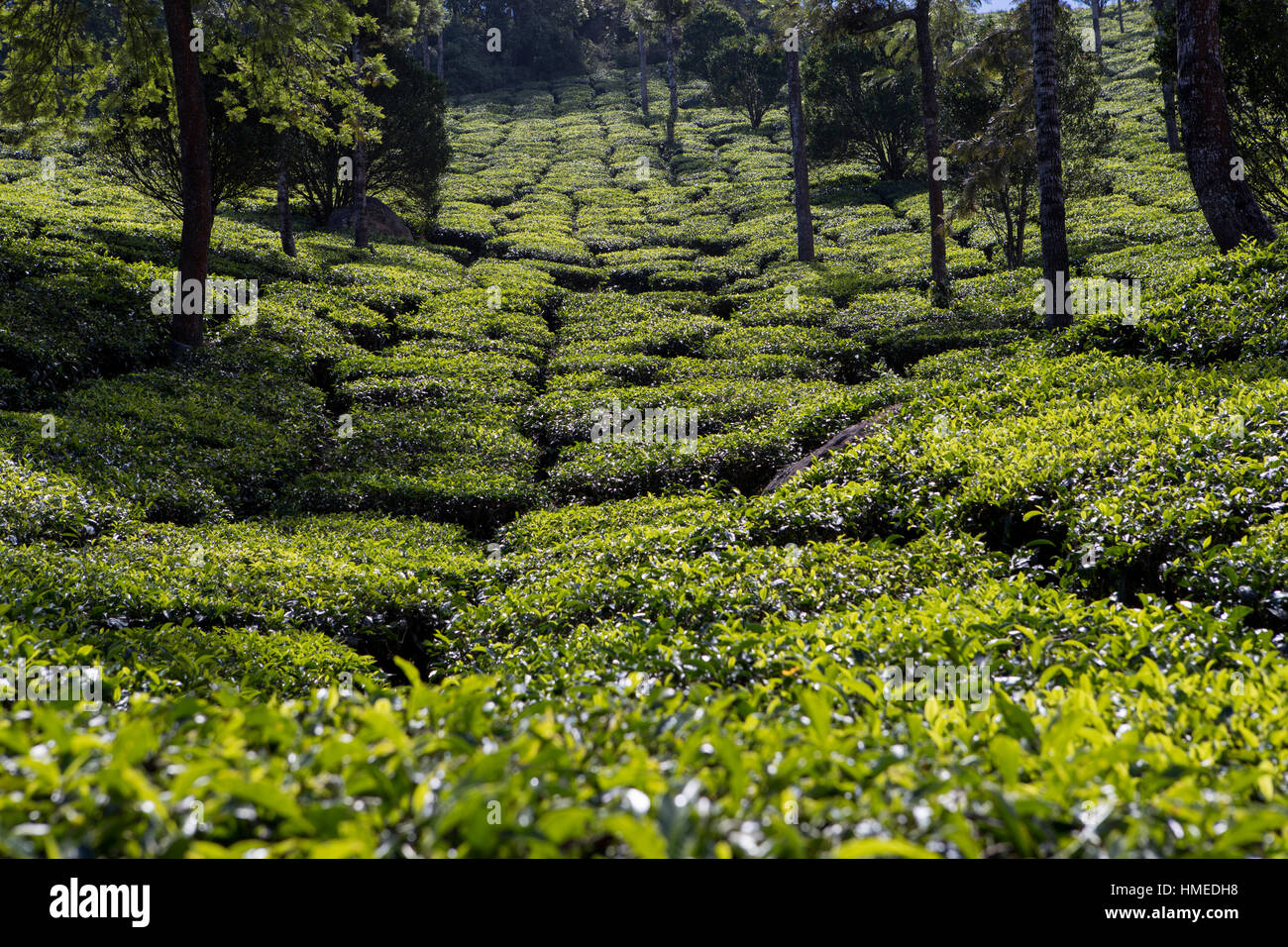Tea Plantation, Kerala, India Stock Photo Alamy