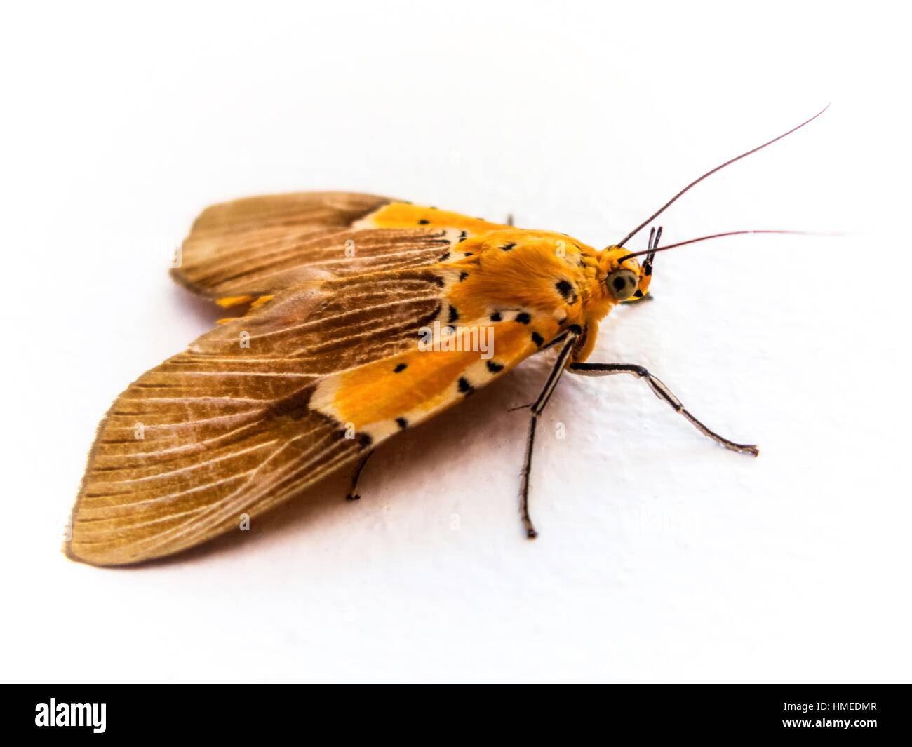 Brown tiger moth hires stock photography and images Alamy