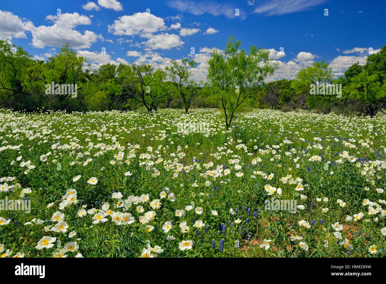 Mesquite tree wildflowers hires stock photography and images Alamy