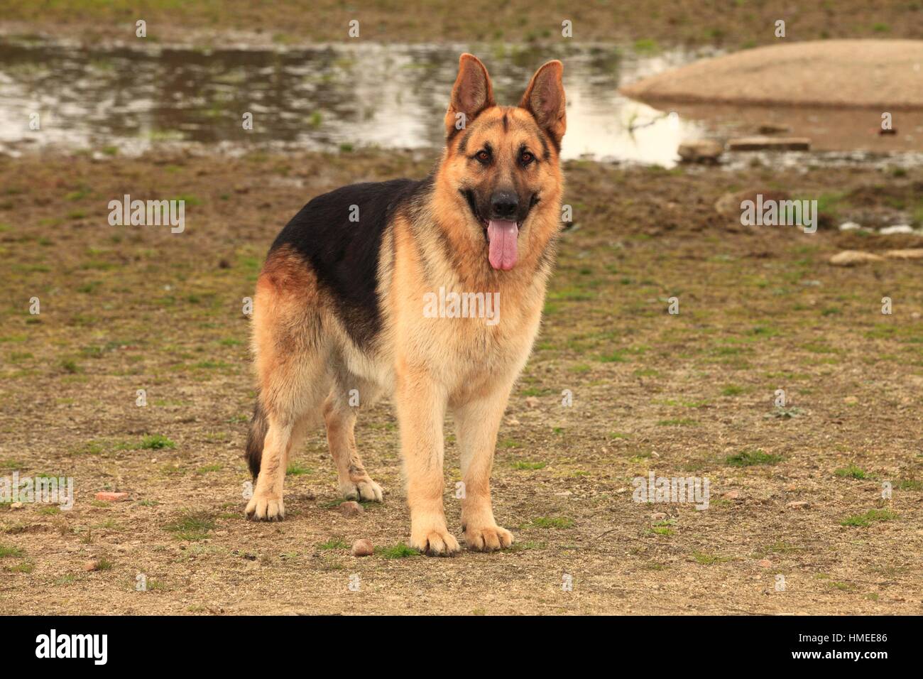 best dog brush for short hair