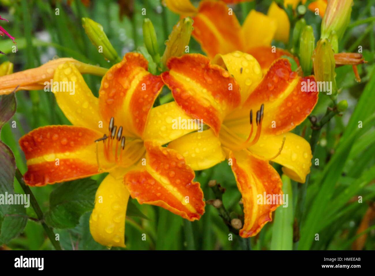 Order of liliales hires stock photography and images Alamy