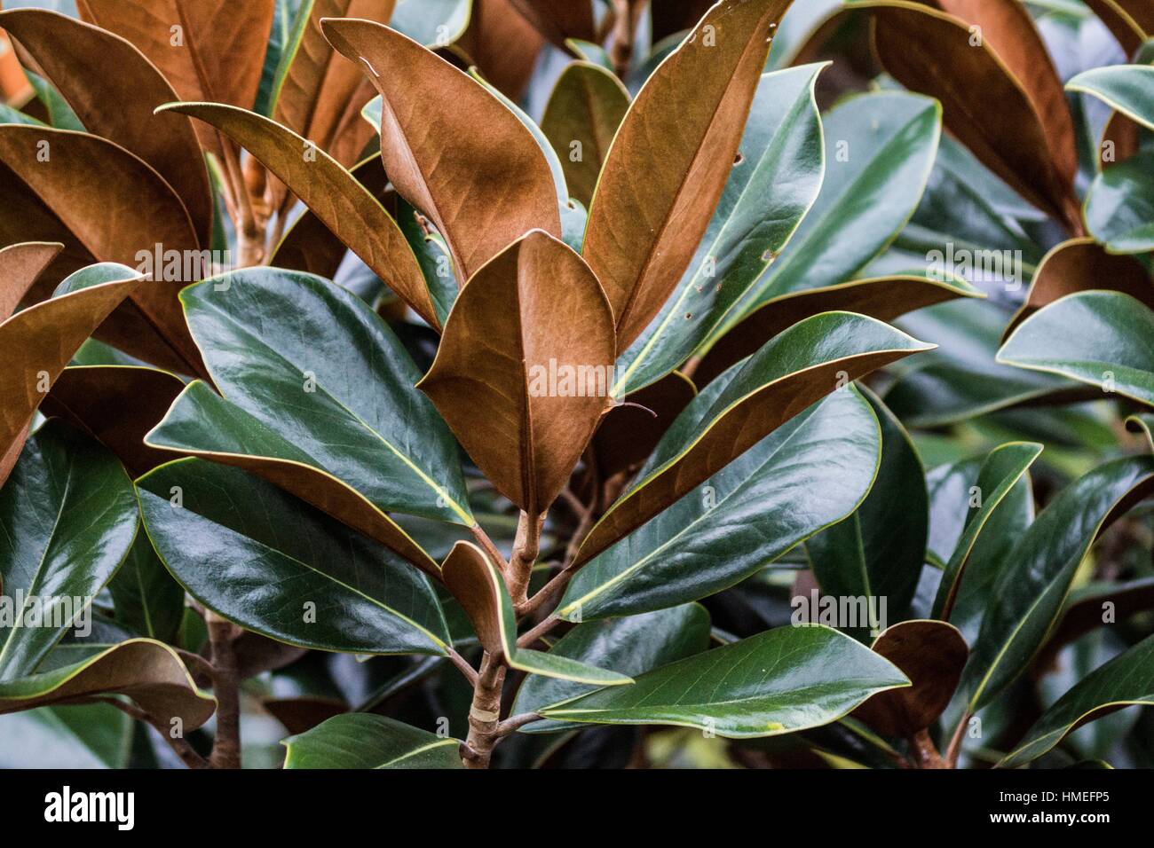 magnolia grandiflora leaves