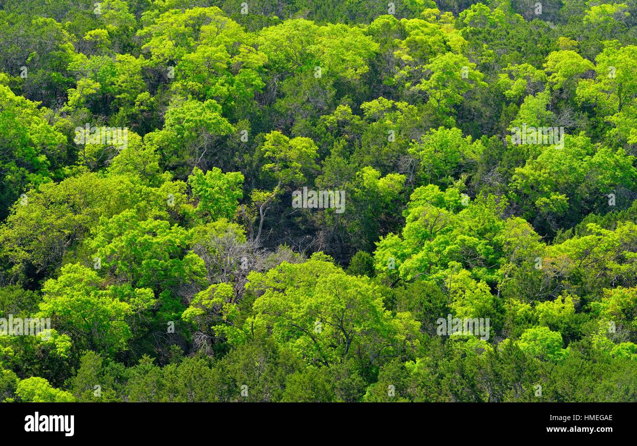 Spring foliage on a hillside of hardwood trees, Lakeway, Travis County