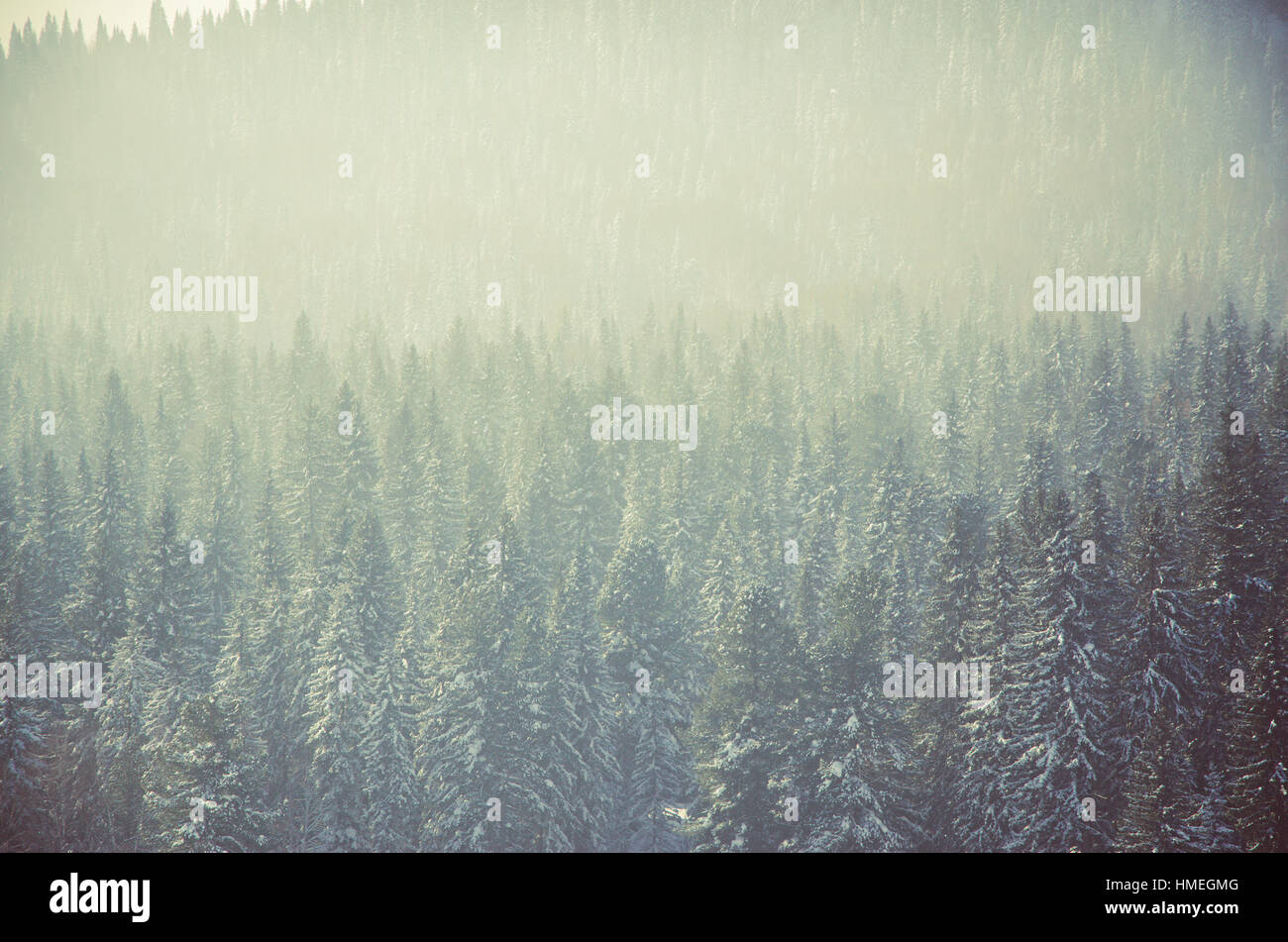 Thick fog covered coniferous forest hi-res stock photography and images ...