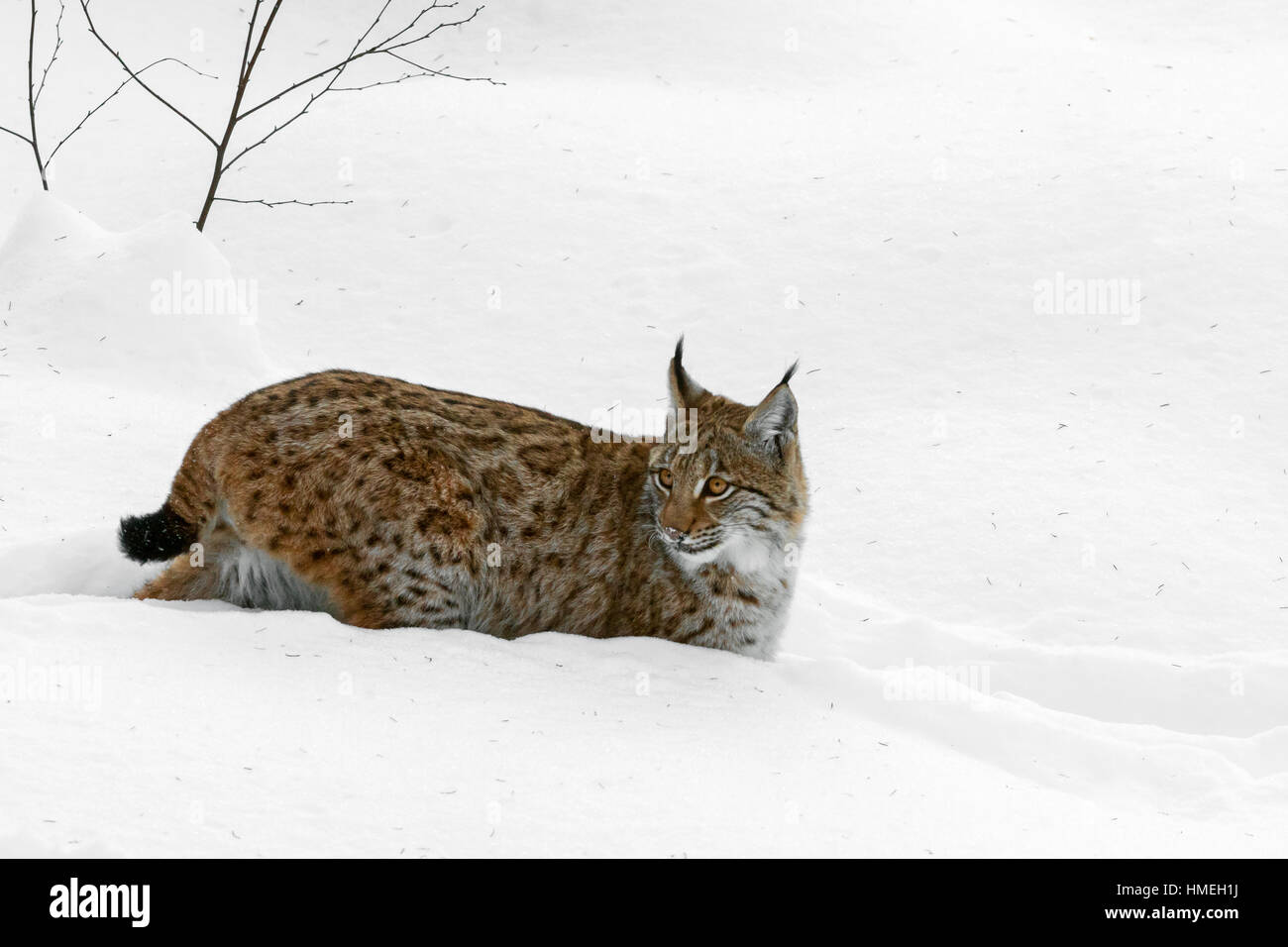 Eurasian lynx Lynx lynx hunting in the snow in winter Stock Photo Biology Diagrams