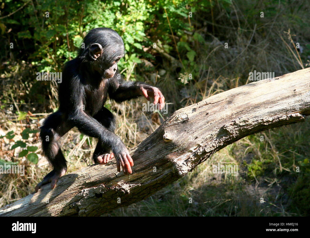 Young Male Bonono Chimpanzee (Pan Paniscus) trying to keep his balance on a tree branch Stock Photo