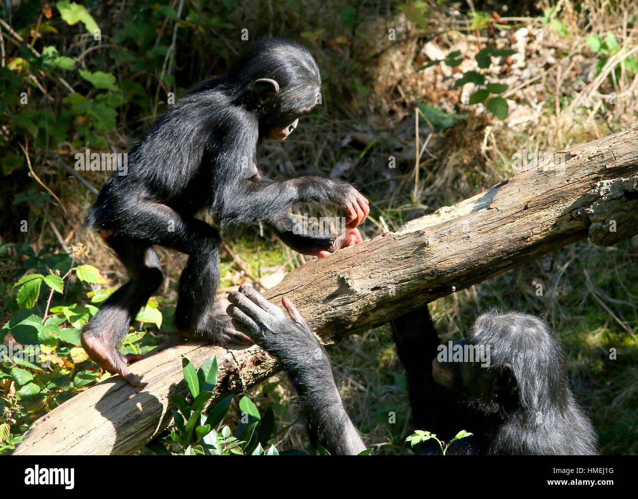 Young Male Bonono Chimpanzee (Pan Paniscus) trying to keep his balance on a tree branch, mother watching him Stock Photo