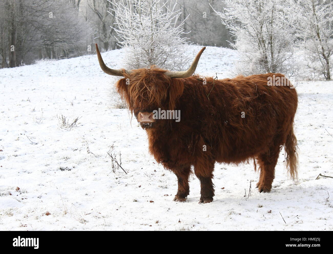 Highland cattle in a forest clearing in winter Stock Photo