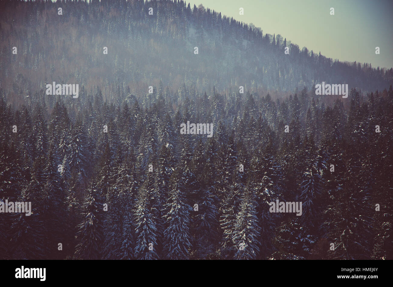 Thick fog covered coniferous hi-res stock photography and images - Alamy