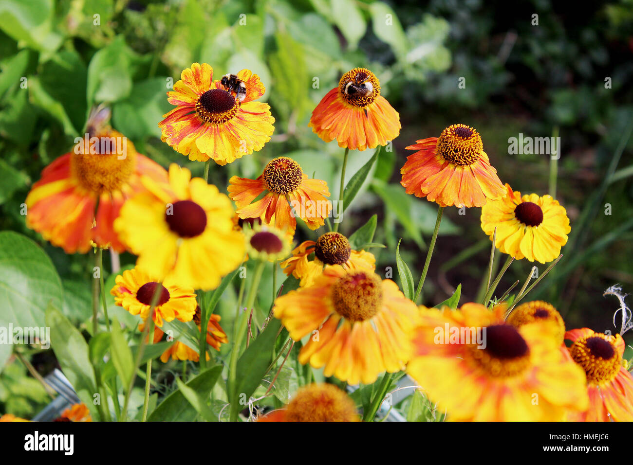 Helenium flowers with bees in a garden Stock Photo