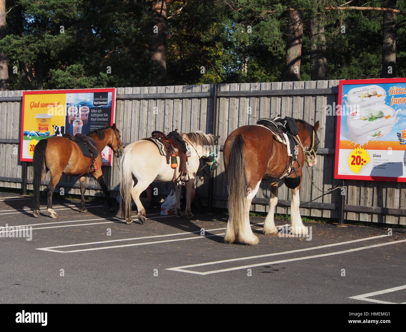 Three horses at a parkingplace Stock Photo