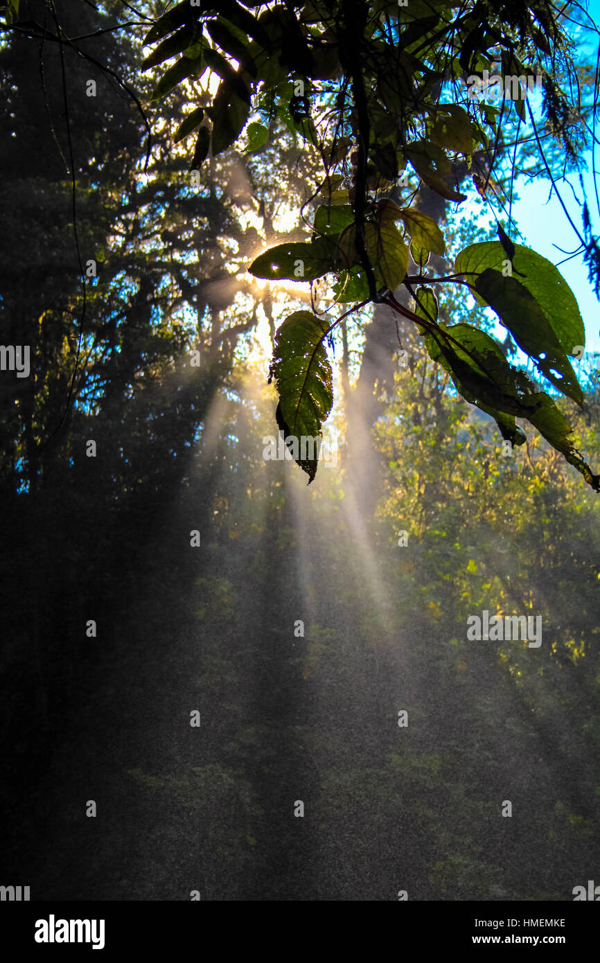Jungle scenery hi-res stock photography and images - Alamy
