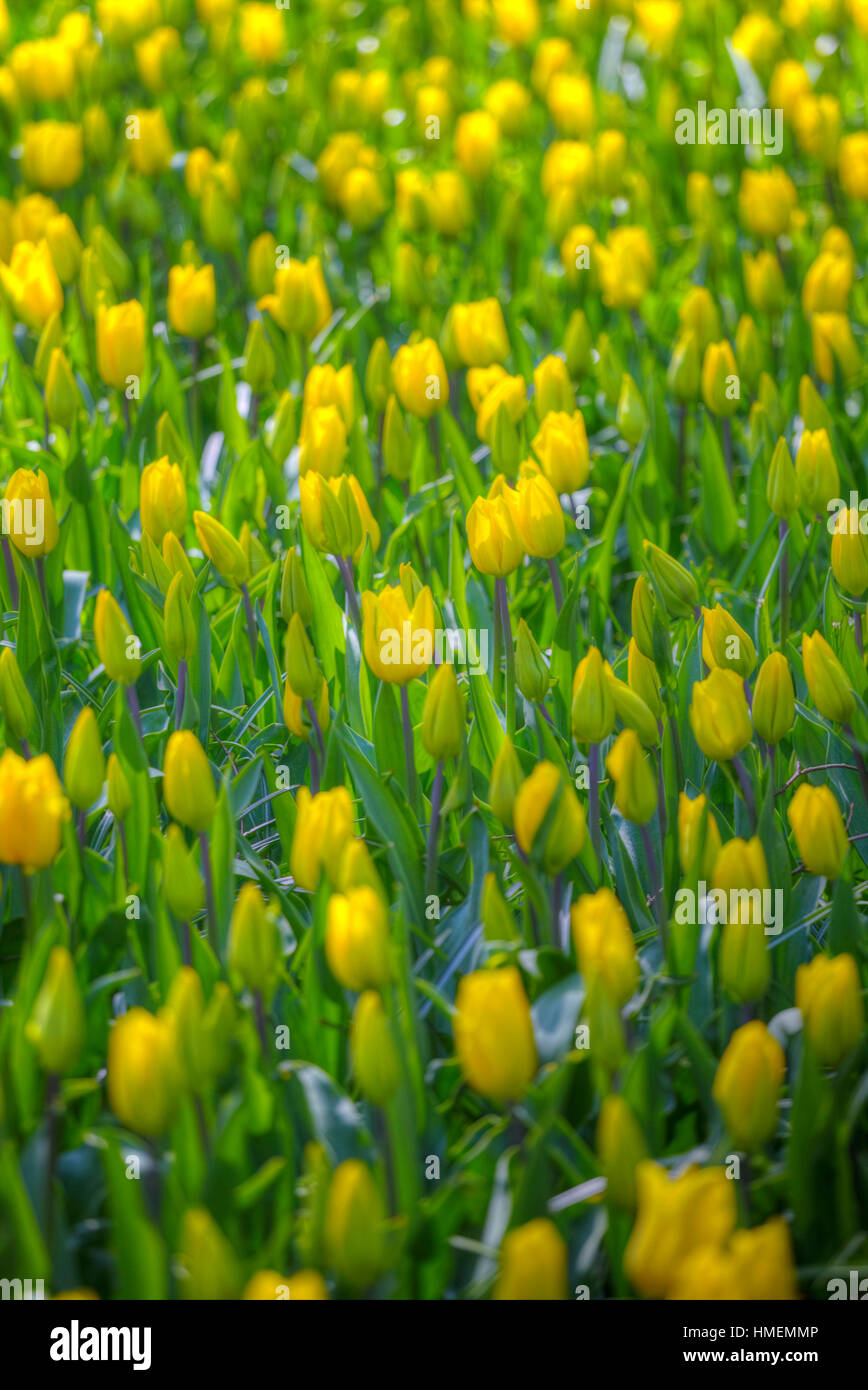 yellow tulips bloom in spring field in Holland Stock Photo - Alamy