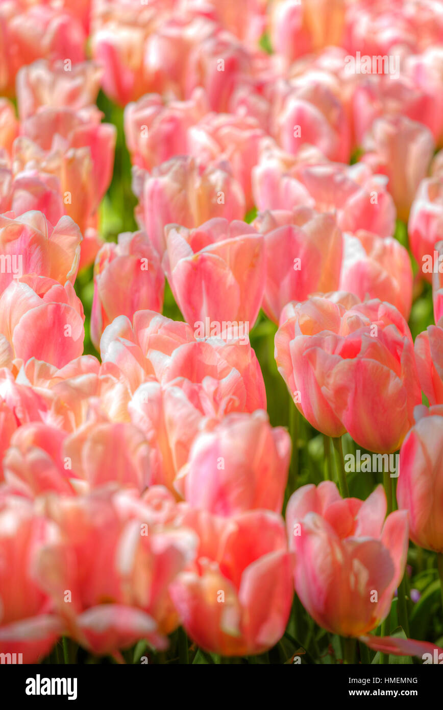 Beautiful bouquet of pink Tulips in Spring Flora Natural Concept field ...